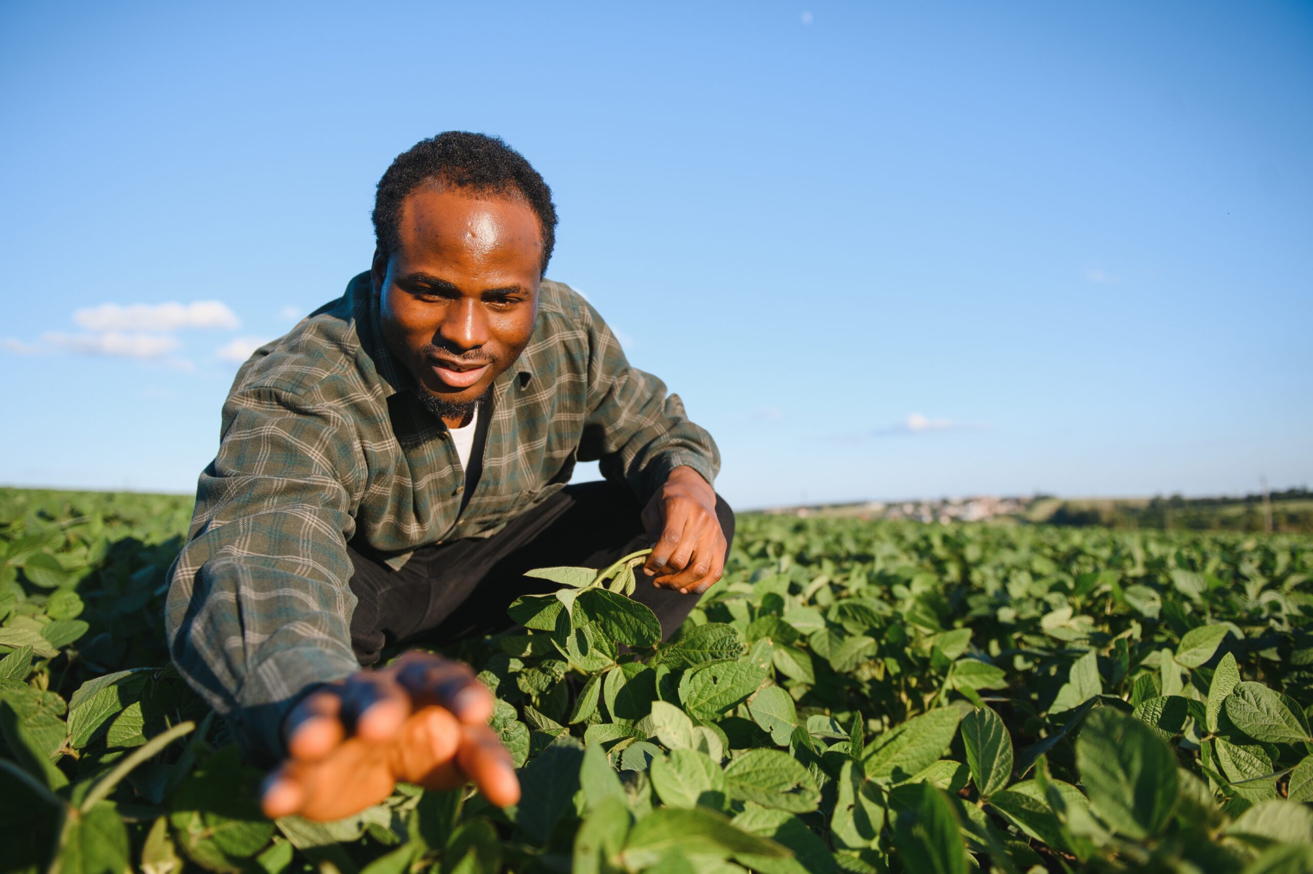 African American farmer in soybean field in summer. The concept of agriculture.